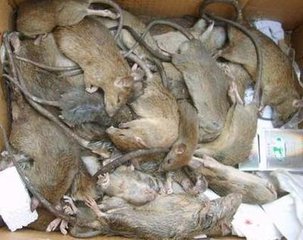 鹰潭杀老鼠电话