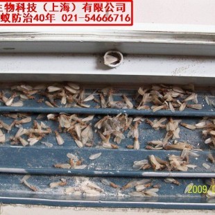 奉贤区灭白蚁公司怎么收费?上海灭鼠防虫服务
