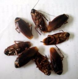 广州白蚁防治公司灭白蚁 番禺杀虫灭鼠 灭蟑螂服务