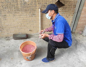 可怕 家里有老鼠东走西窜 快点开家居防鼠宝典