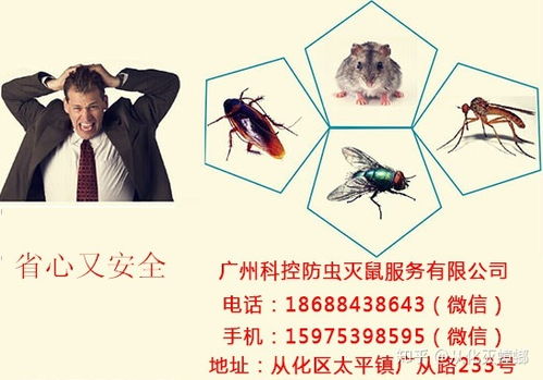 从化灭蟑螂找什么公司帮忙