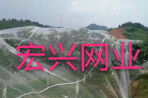 服务专业的果树防虫网公司推荐,果树防虫网行情