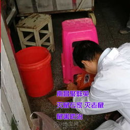 南昌专业灭鼠公司聚群英提供写字楼办公室食品厂工业 南昌其它服务