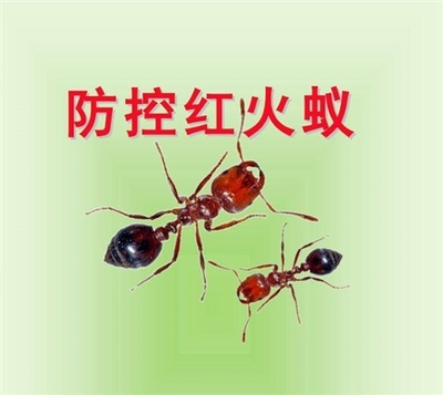 桂林赫鼎鸿灭鼠公司灭白蚁、灭红火蚁