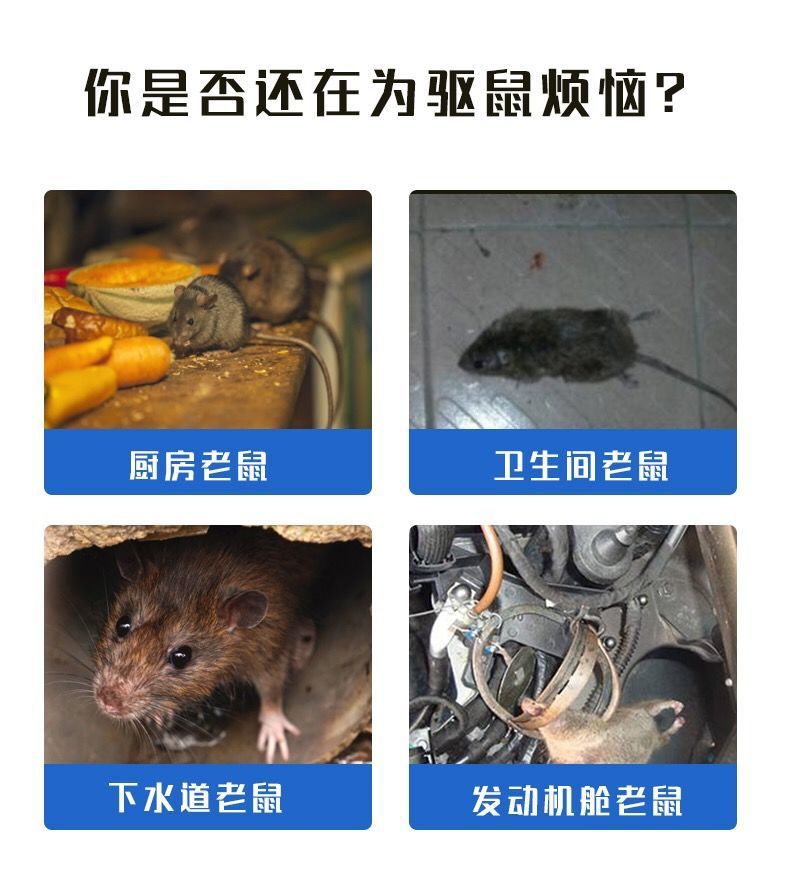 驱鼠老鼠贴强力灭鼠家用樟脑丸驱虫防虫香味一锅端猫