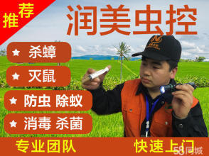 13年经验灭蟑螂老鼠除虫除蚁提供灭跳蚤、灭蚂蚁、灭鼠服务