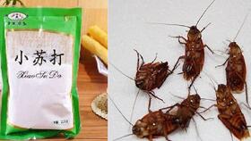 有害生物防治 专业灭鼠灭蟑螂,为人民服务的行业,有害生物防制加盟