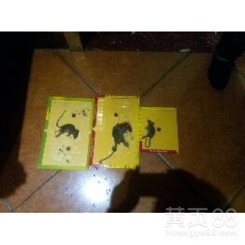 【平江县医院灭鼠灭蟑服务】-
