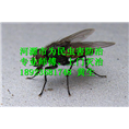 *=*连平县苍蝇防治 _┃连平县防治苍蝇
