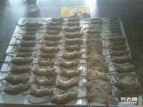 专业餐饮家庭杀虫灭鼠白蚁防治等有害生物防治就找铭飞消杀