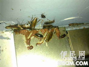 广州灭鼠公司,专业家庭上门灭鼠服务