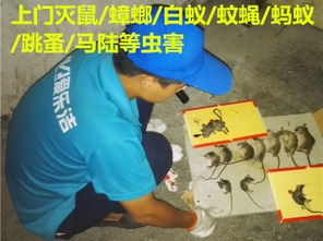 天鹅到家