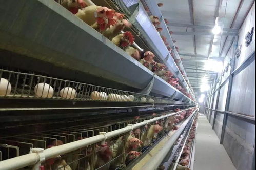 鸡场因饲料浪费好几万 做好这5点,赚钱省料少不了
