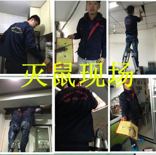 除虫灭鼠,专业上门服务