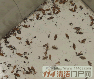 灭蟑效果好坏如何判定
