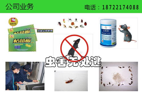 天津灭老鼠公司电话 天津灭老鼠公司 清波环保