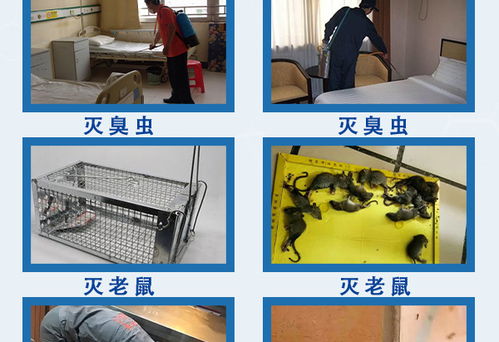 天津食品包装厂灭鼠服务多重优惠 在线咨询