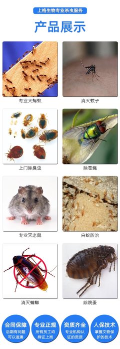 上海消灭老鼠公司怎么收费?上海灭鼠防虫服务