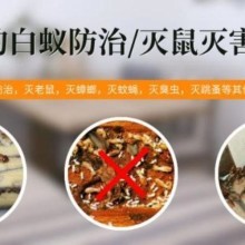 灭白蚁产品图片大全_灭白蚁产品_灭白蚁产品图库_一呼百应