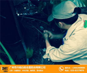 灭鼠杀虫公司科学环保 黄埔区灭鼠杀虫公司 兴明白蚁防治