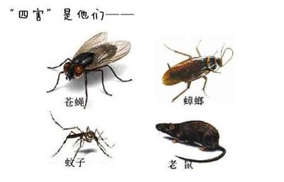 防“四害”搞卫生--四月就该这么过!