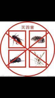 专业虫害消杀公司、灭臭虫、灭鼠、灭蟑螂、灭跳蚤杀虫