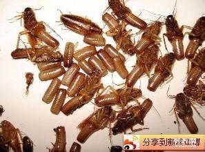 专业家庭餐饮杀虫灭鼠灭跳蚤白蚁防治等有害生物防治