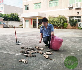 酒店灭鼠公司告诉你大型宾馆灭鼠应注意哪些问题