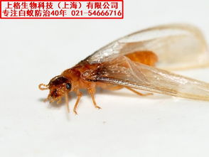 松江区灭白蚁公司怎么收费 上海灭鼠防虫服务