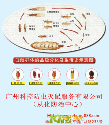 从化白蚁防治