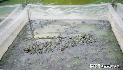 年初至今价格翻5倍,进入暴利期,又引起养殖热潮,可行吗
